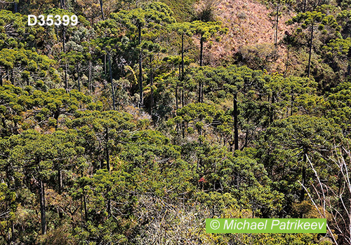 Candelabra Tree (Araucaria angustifolia)